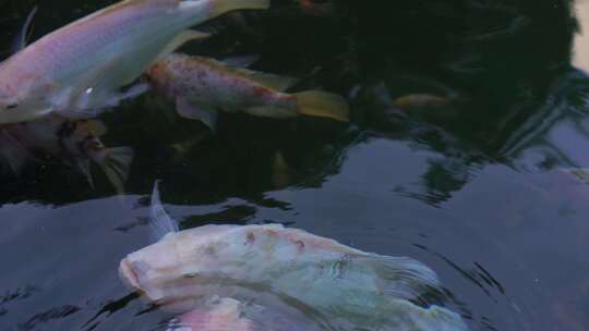 锦鲤金鱼鲤鱼戏水鱼池 鱼锦鲤锦鲤锦鲤夏至