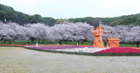 苏州上方山国家森林公园春天美丽景观