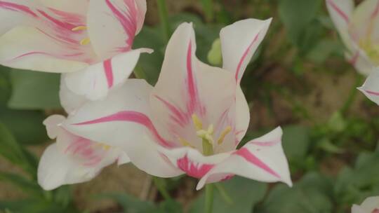 郁金香三角花蕊慢上移