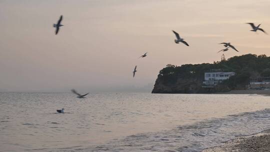 海边的黄昏和海鸥