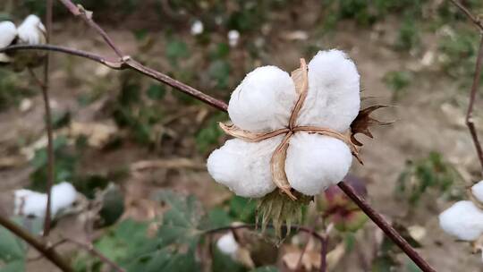 新疆棉花视频素材模板下载