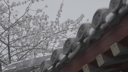 北京雪景 北京下雪