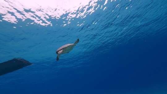 海龟，海洋，海洋生物，水下