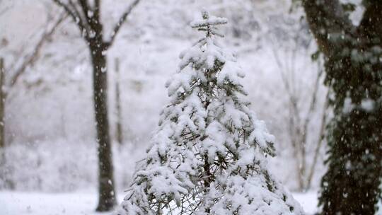 下大了的雪和树木