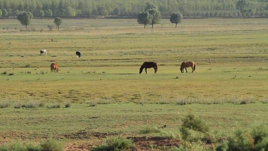 蒙古草原上捕食的动物视频素材模板下载