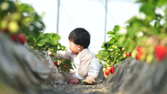 小孩在草莓地 幼儿在草莓地玩耍