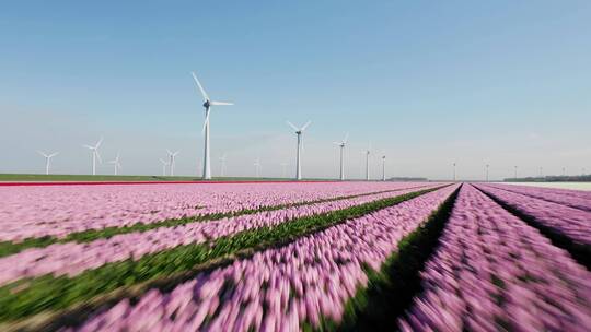 郁金香花海中旋转的风力涡轮机视频素材模板下载