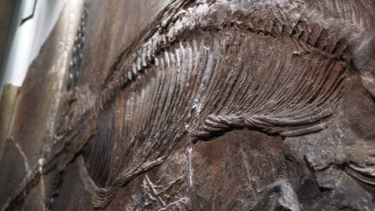 【镜头合集】化石恐龙脊椎动物生物进化