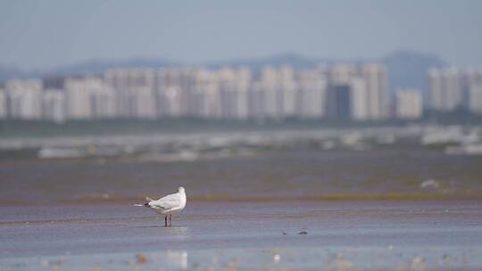 秦皇岛海鸥 海鸟