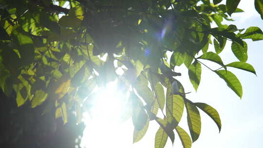 阳光从树叶缝隙穿过