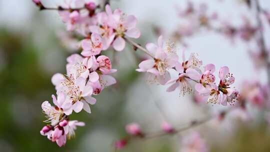 春天盛开的粉色桃花碧桃山桃花朵特写视频素材模板下载