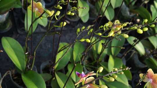 蝴蝶兰 兰花 花朵 观赏花 卉漂亮的花朵