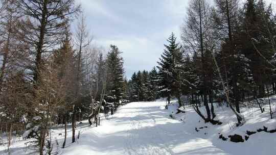冬日积雪覆盖的森林小道