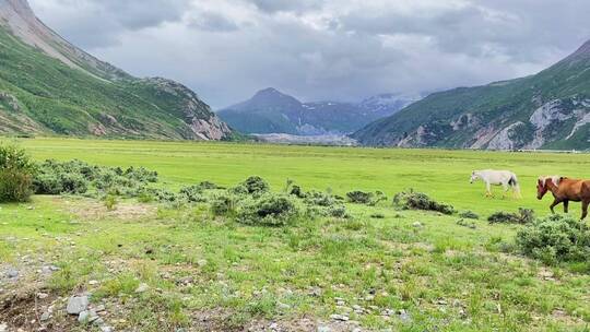 草原高山马儿路过自然风景来古冰川动物牧民