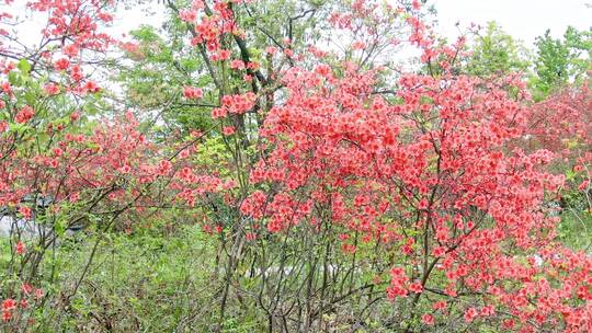 航拍高山杜鹃花1