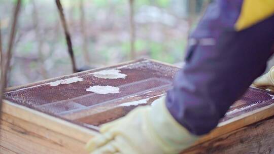 中蜂蜂农查看蜂群取蜂蜜