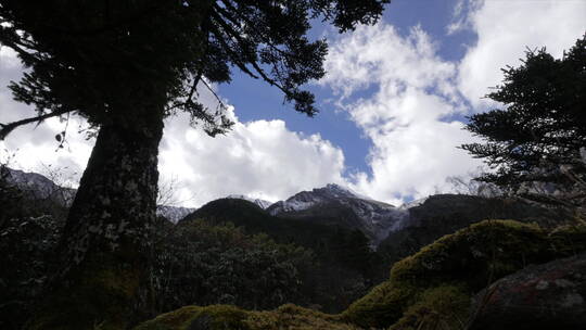 贡嘎雪山春季 松树 苔藓 云雾