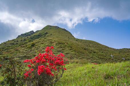 信宜贵子高山杜鹃花延时