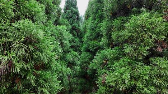 森林杉树航拍4K原创生态自然环境宣传片空境