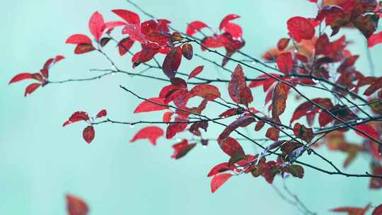 秋雨红叶树木枝叶风景