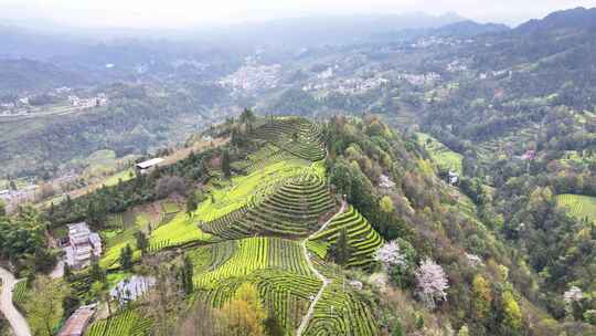 大山里的绿色茶园美景景色航拍