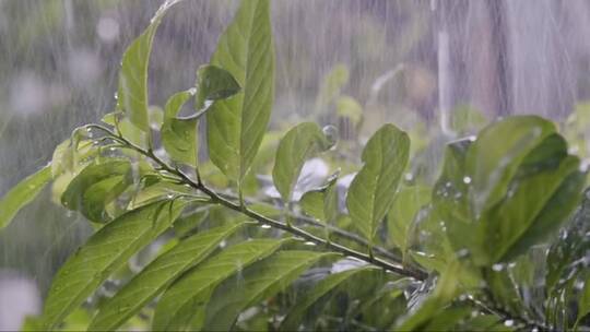 雨滴击打着绿叶视频素材模板下载