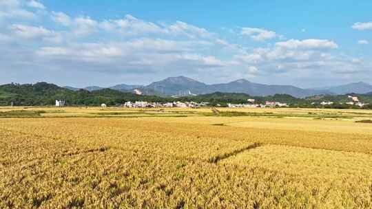 一望无际的金色稻田视频素材模板下载