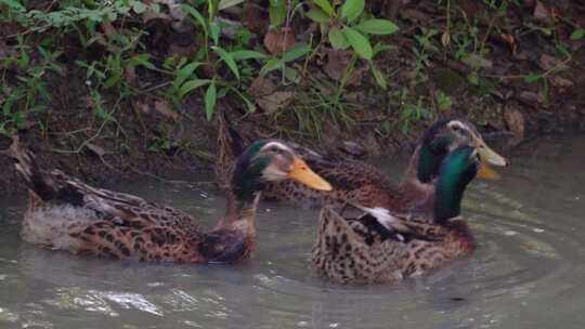 野生动物水禽 河流中嬉戏的野鸭子