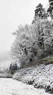 森林下雪移动镜头天雪景下雪雪山树上雪花