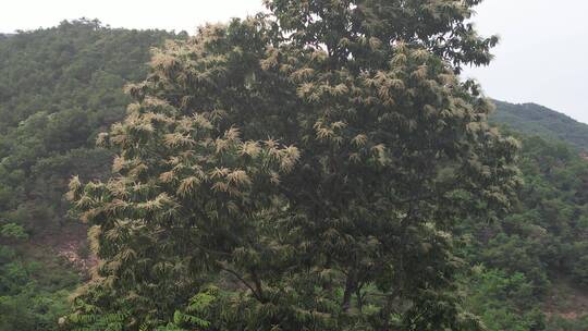 航拍反向环绕威海正棋山中开花的板栗树