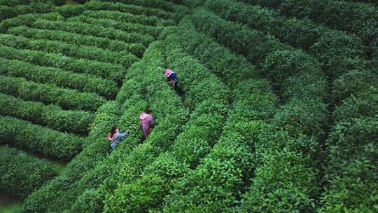 航拍茶园茶山风光