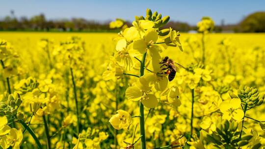 油菜花田野高清在线视频素材下载