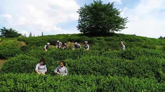 茶田采茶 航拍 茶农