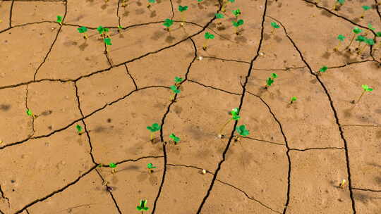 种子在干旱泥土中生长视频素材模板下载