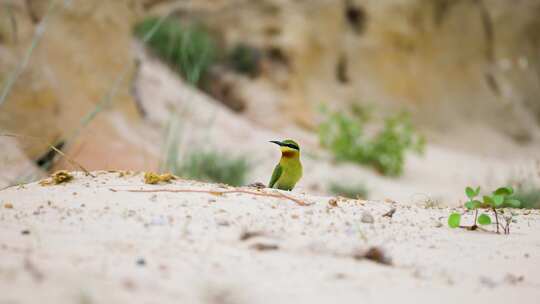 沙地里美丽的小鸟---栗喉蜂虎