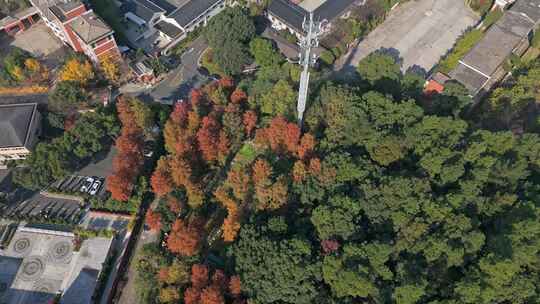 杭州临平区临平山公园秋天景色