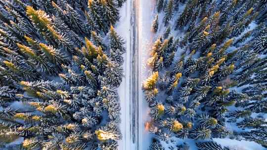 阳光下鸟瞰白雪覆盖的冷杉树