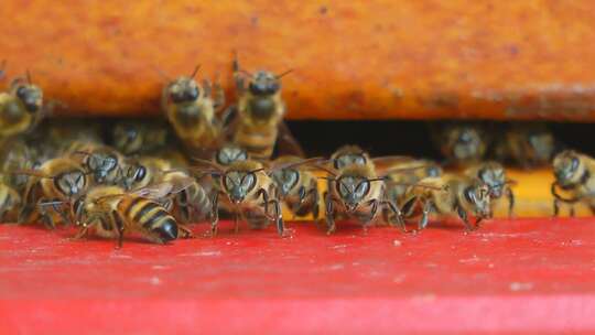 蜂巢工蜂采蜜花蜜蜂王视频素材模板下载