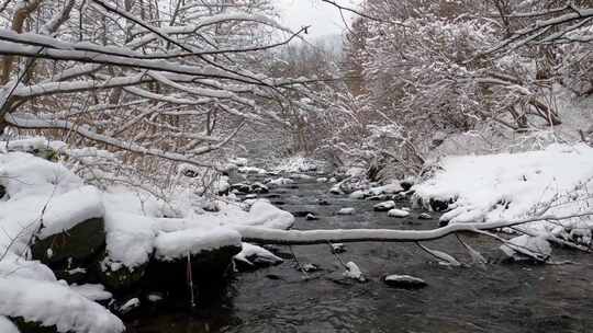 冬天的森林、雪和河流