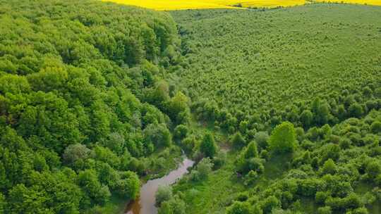 乌克兰西部春季白天绿树森林的鸟瞰图