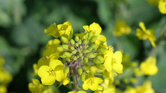 油菜花慢镜头