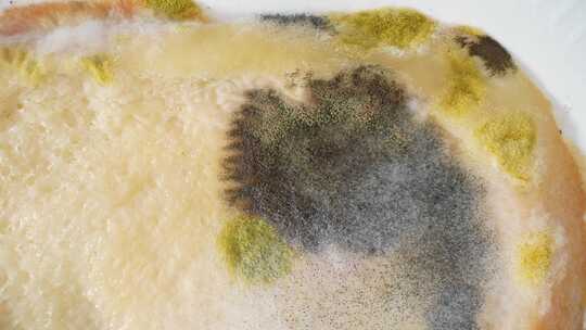 面包上霉菌和真菌的特写镜头。