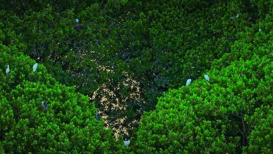 广东红树林湿地 海边红树林 候鸟栖息地航拍