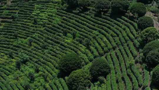 中国茶园茶叶种植茶园视频素材模板下载