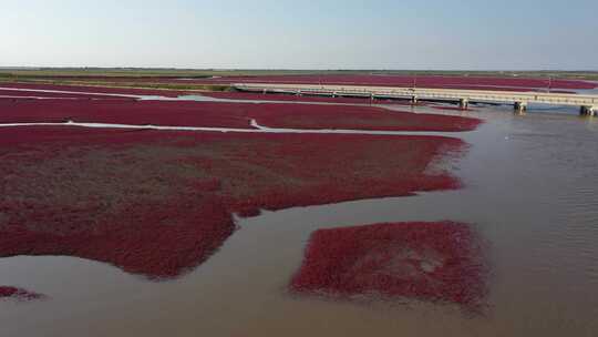 辽宁盘锦红海滩航拍