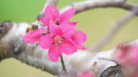 蜜蜂在桃花上采蜜特写
