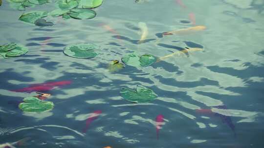 水池里的锦鲤视频素材模板下载