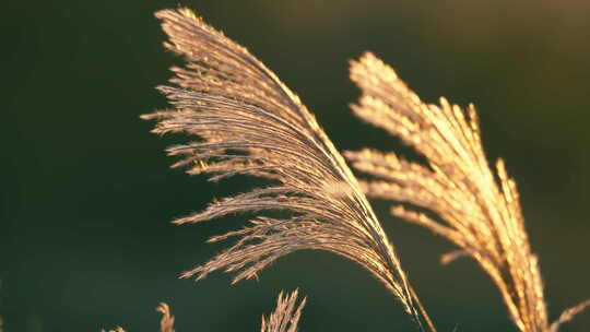 夕阳下芦苇芒荻唯美电影感