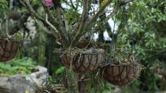 中药材人工野外种植高清视频素材