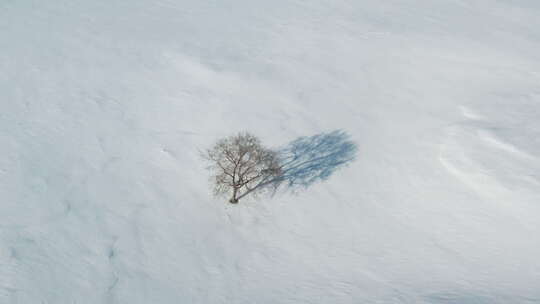 航拍冬季雪地孤树